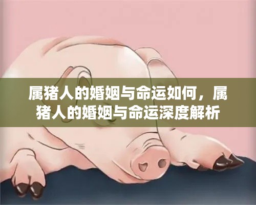 属猪人的婚姻与命运深度解析，探寻命运之轮中的爱情轨迹