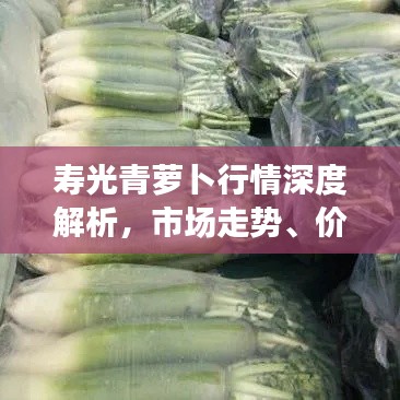 寿光青萝卜行情深度解析，市场走势、价格及供应链一网打尽